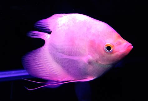 黃金戰船價格|金魚&水族快訊Goldfish & Aquarium Messages: 黃金。